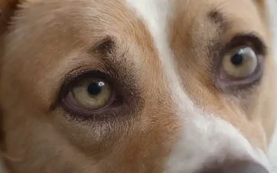 Perro con ojos brillantes