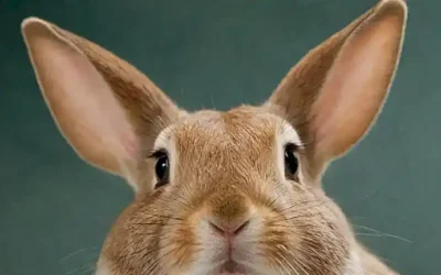 El conejo con un oreja caída explica los problemas oculares comunes y consejos de tratamiento.   (The rabbit with a drooped ear explains common eye problems and treatment tips.) Let me know if youd like to try another sentence structure!