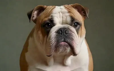 Información de perras francesas sobre salud y guía en papel. (Translation: French Bulldog information about health and guide on paper)