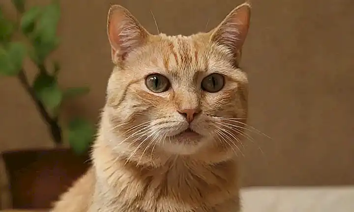 Remédicas naturales para sarna felina: opciones en español e imágenes de gatos con irritación en la piel