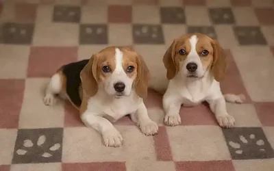 Perros con sonrisas