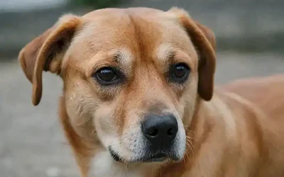 Los perros pueden mostrar síntomas de tristeza.