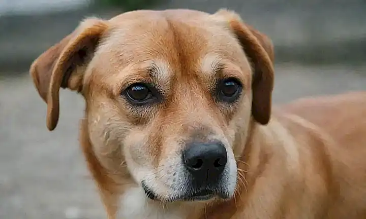 Los perros pueden mostrar síntomas de tristeza.