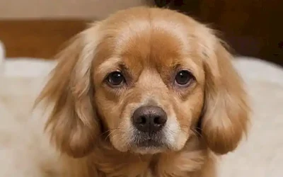 La alopecia en perros