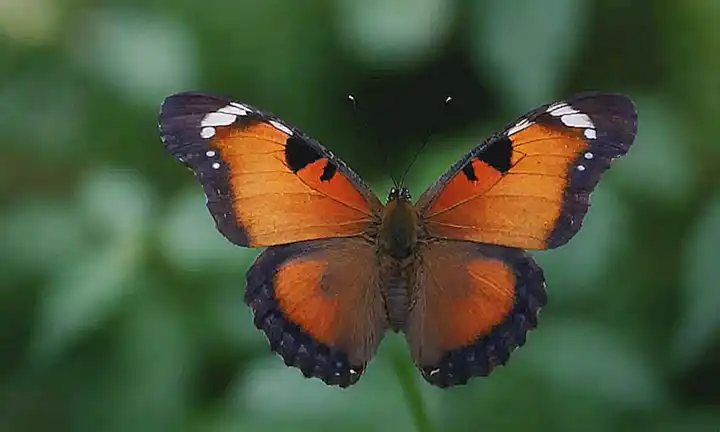 Un insecto ominoso en un mundo fascinante de misterio