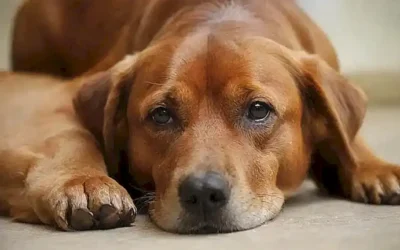 Medicina veterinaria: remedios naturales para parásitos de perros