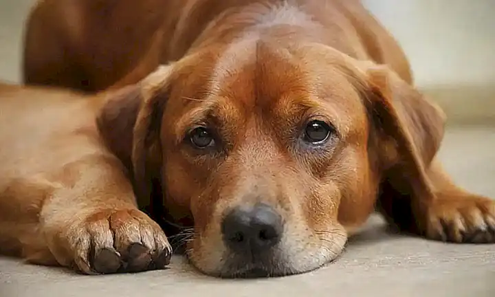 Medicina veterinaria: remedios naturales para parásitos de perros