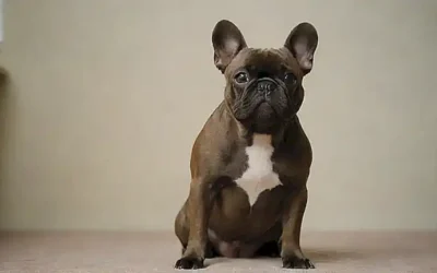 Guía de Bulldogs Francés para cuidados y salud. **(French Bulldog Care Guide for tips & health)**