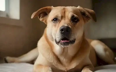 Conocer la fiebre canina sin termómetro