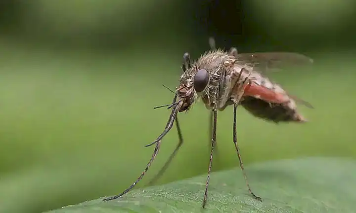 Prevención de la filariosis mosquitos y perros es guía
