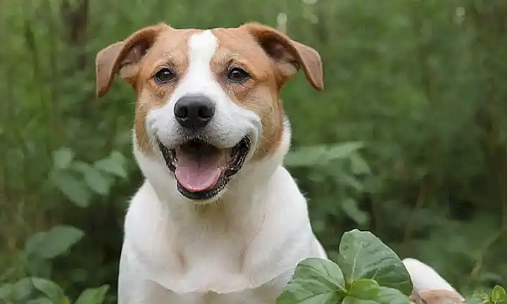 ¡Beneficios para la salud bucal y digestiva en perros!    