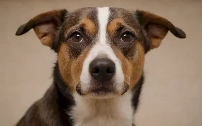 Seguridad para perros