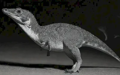 Un fascinante ornato dibujo de Ornithorhinus australiano