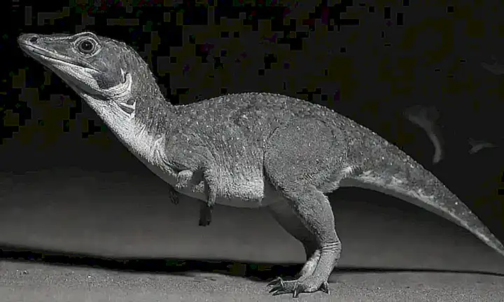 Un fascinante ornato dibujo de Ornithorhinus australiano