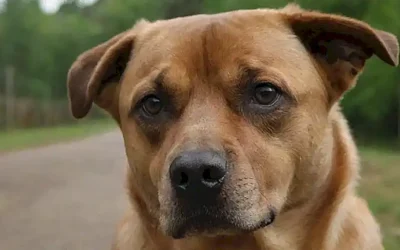 Animales feroces y guías de información. (Fierce animals and information guides)