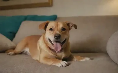 Un perro sonriente está en el sofá y hay que entrenar al perro!