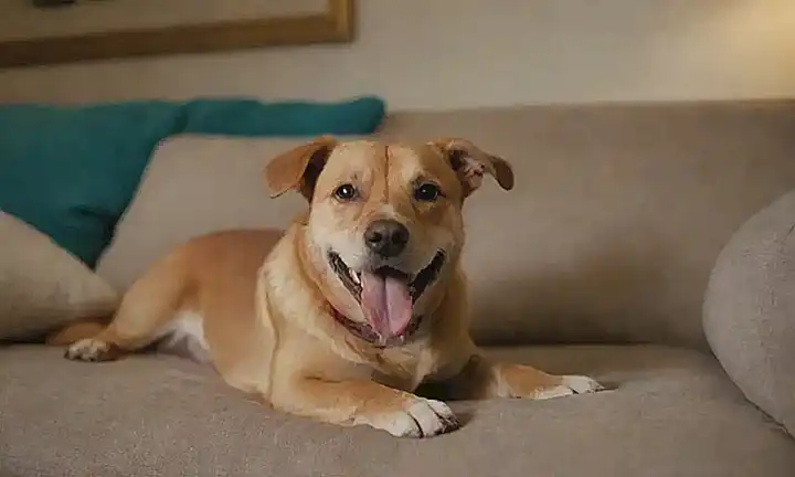 Un perro sonriente está en el sofá y hay que entrenar al perro!