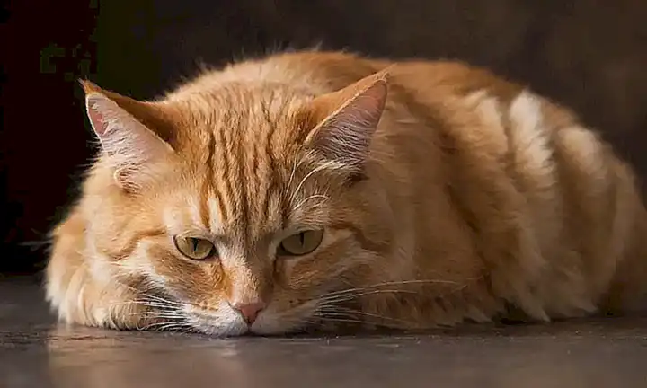 Un gato naranja brillante se acurrucó en un fondo marrón distressado