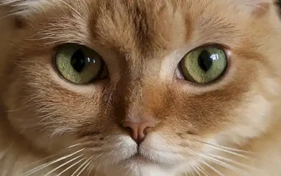 Los ojos de los gatos persas son fascinantes