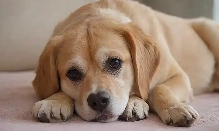 Cuida con cariño al animal y toca suavemente.  