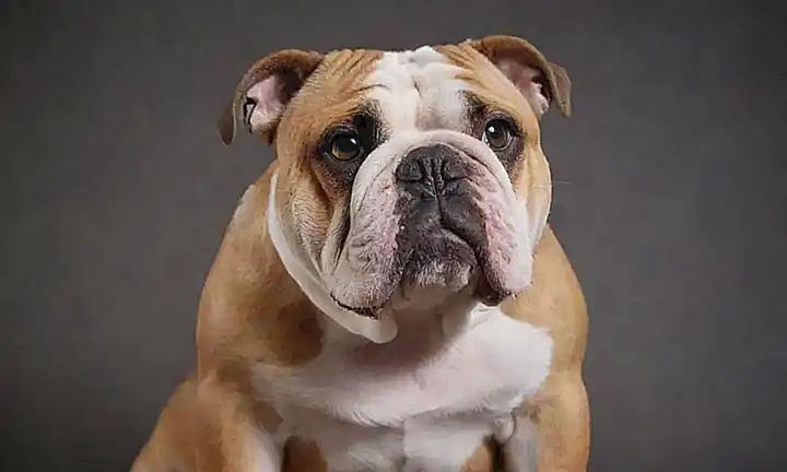 Bulldog gráfico estilista, bajo mantenimiento, adecuado para vidas ocupadas