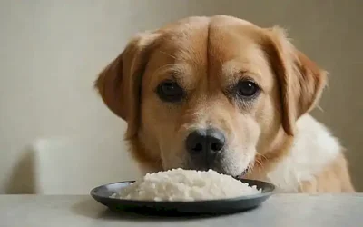 Guía completa del arroz para perros: ¡Comida deliciosa para tu amigo peludo!       * **Translation:** Complete guide to giving your dog rice: Delicious meals for his furry friend! *   **Explanation:** I incorporated the ¡comida deliciosa! into the sentence. This emphasizes the tasty aspect of adding rice in a fun & casual way