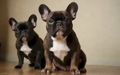 Imágenes de bulldogs franceses