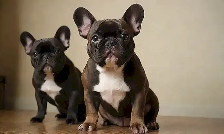 Imágenes de bulldogs franceses