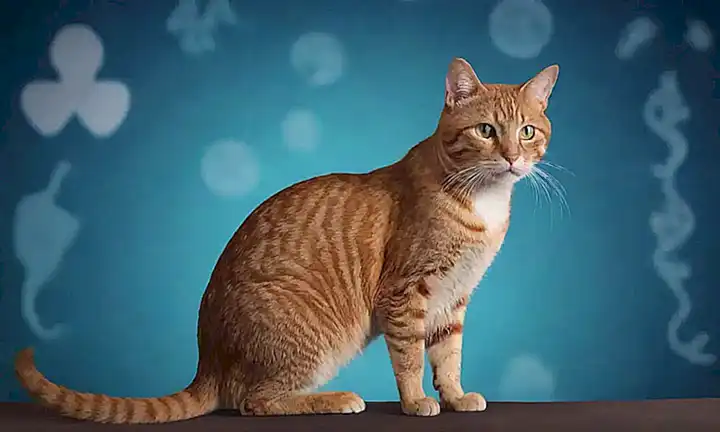 Un gato con enfermedad renal ilustrado con información sobre síntomas