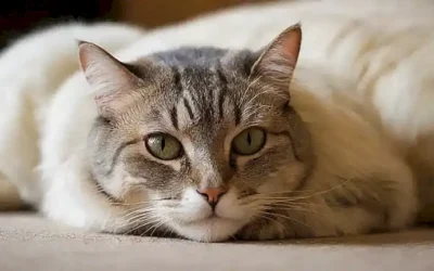 El gato está relajado