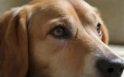 **Un manual con recomendaciones de productos para limpiar los ojos de perros y su frecuencia.**