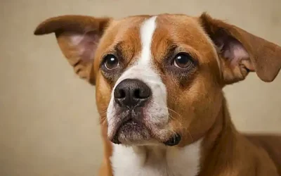 La pared tiene siete razas de perros con muecas diferentes.   (The wall has seven breeds of dogs with different noses.)