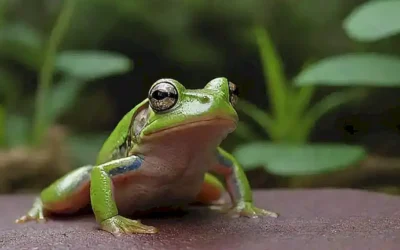 ¡Datos fascinantes sobre ranas!