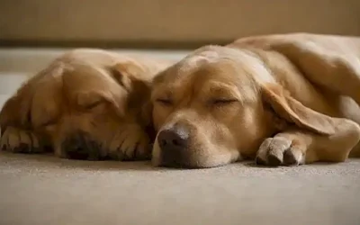Los perros duermen con diferentes posiciones