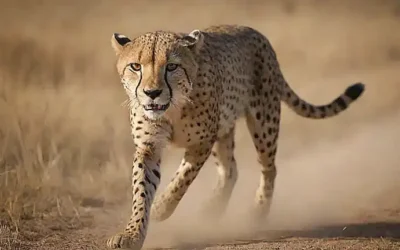 El cheeta rápido con manchas fuertes