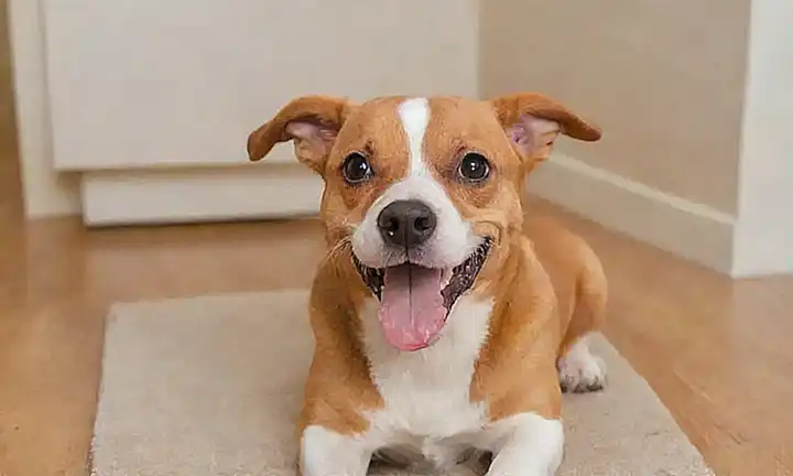 ¡Mantenga las encías de sus perros sanas con la limpieza regular!