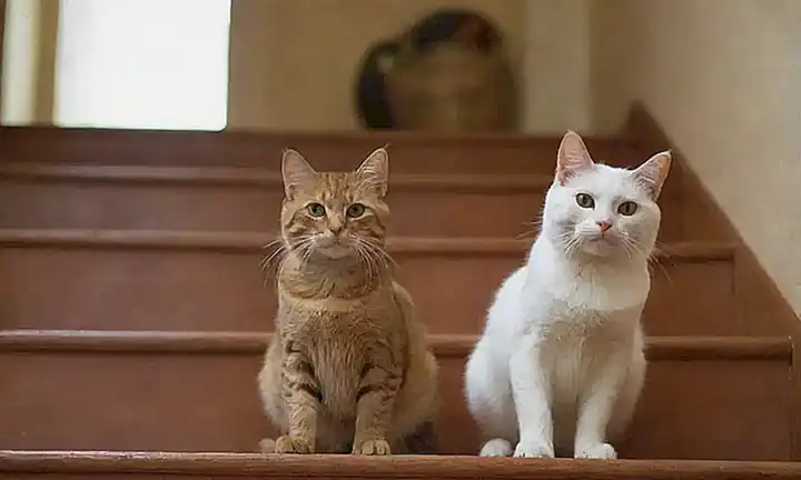 Un cuadro de gatos y felicidad en las escaleras