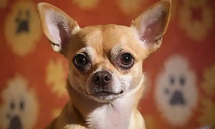 Un retrato con patrones intrincados y expresion juguetona de Chihuahua