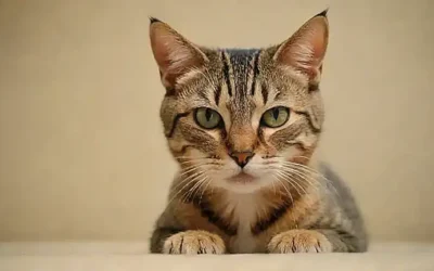 Los gatos pueden transmitir enfermedades a humanos