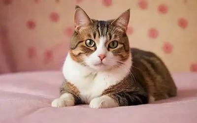 Posters con datos de gatos para mujeres  .(Wallpapers featuring cat facts targeted towards women cats)