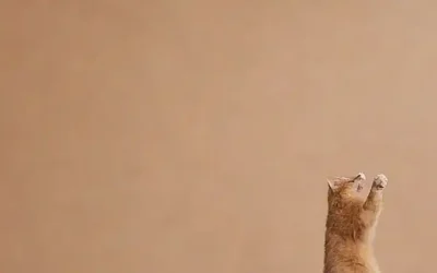 El papel de pared analiza cinco causas del arañazo de los gatos y sugiere soluciones con ilustraciones de felinos