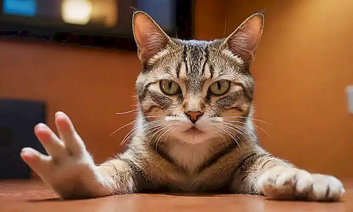 Un gato estresado buscanso alivio de mordeduras es el foco