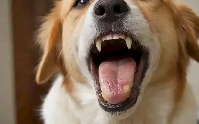 Cuidados dentales para perro: guía veterinaria para una boca sana