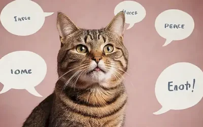 Un gato tabaqu se viste en una ilustración con burbujas de diálogo sobre la paz