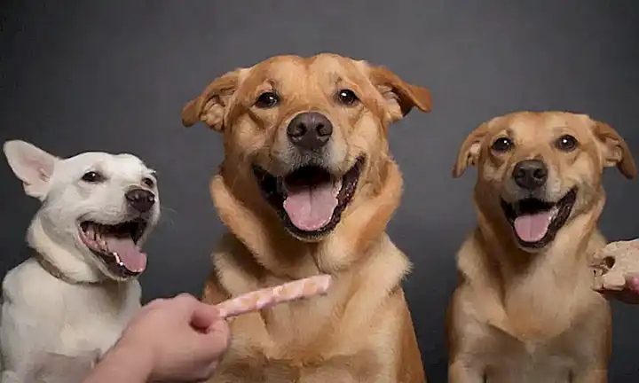 Caninos sonreienen, manos humanas ofrecen golosinas y frases inspiradoras como Construye confianza y Conéctate con amor. ☀️