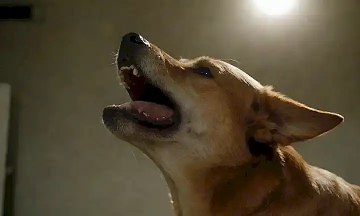 Los perros ladrando excedentemente causa problemas de salud