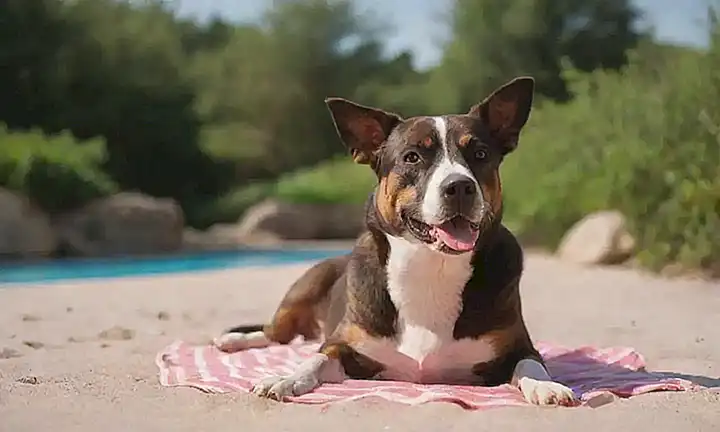 Guia de protección para mascotas en verano: 5 consejos para que sean frescos y cómodos