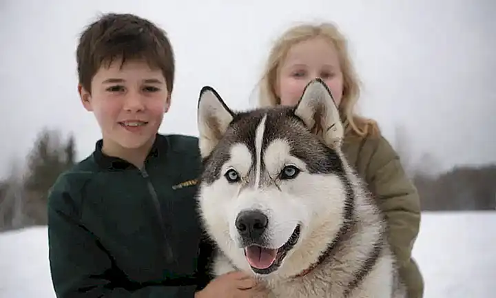 ¿Cambiar de dueño para un cachorro de husky sibirino?