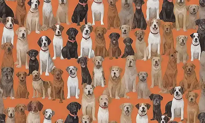 Este papel de pared en color es una fotografía de diez razas de perro en tamaño real