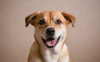 ¡El perro asustó el papel de las paredes!